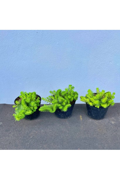 Очиток Кристатум горщик 3 л